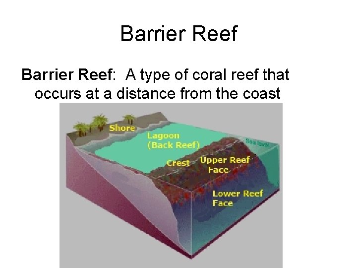 Barrier Reef: A type of coral reef that occurs at a distance from the