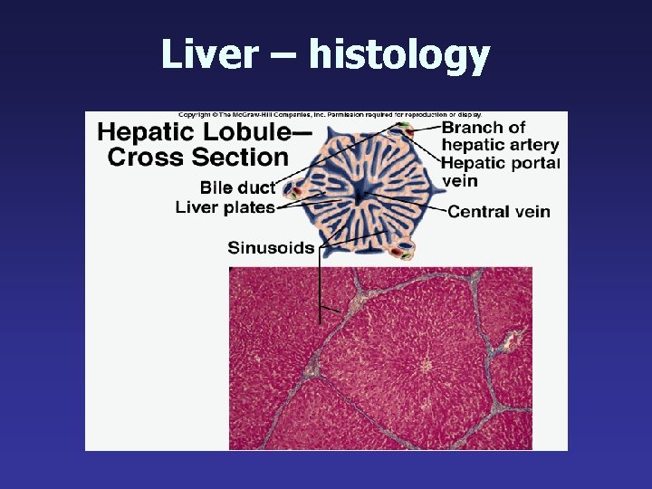 Liver – histology 