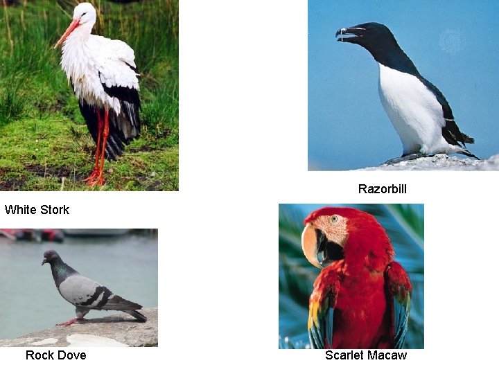 Razorbill White Stork Rock Dove Scarlet Macaw 