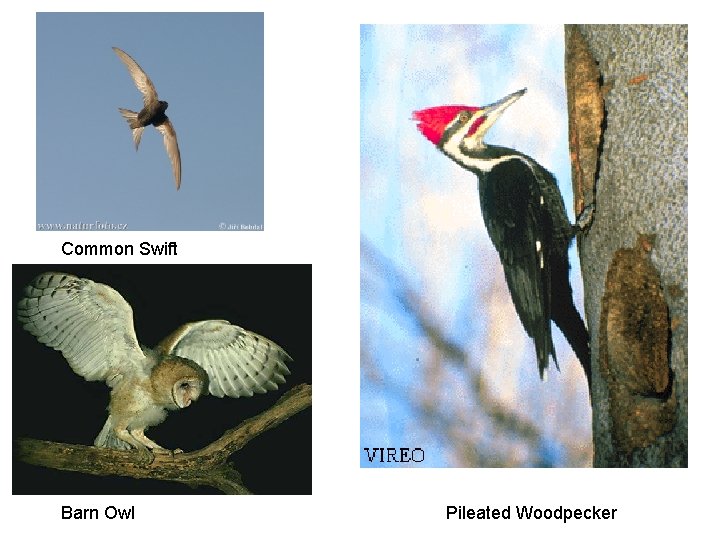 Common Swift Barn Owl Pileated Woodpecker 