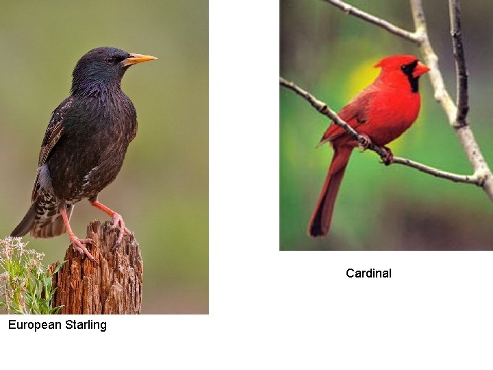 Cardinal European Starling 
