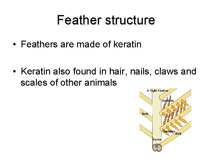 Feather structure • Feathers are made of keratin • Keratin also found in hair,