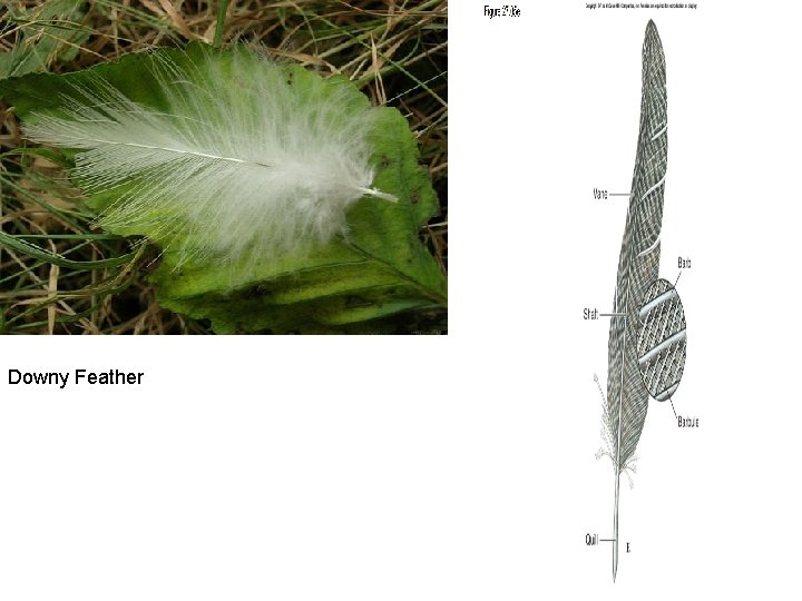 Downy Feather 