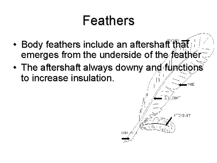 Feathers • Body feathers include an aftershaft that emerges from the underside of the