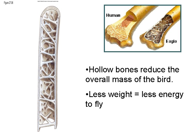 19. 6 • Hollow bones reduce the overall mass of the bird. • Less