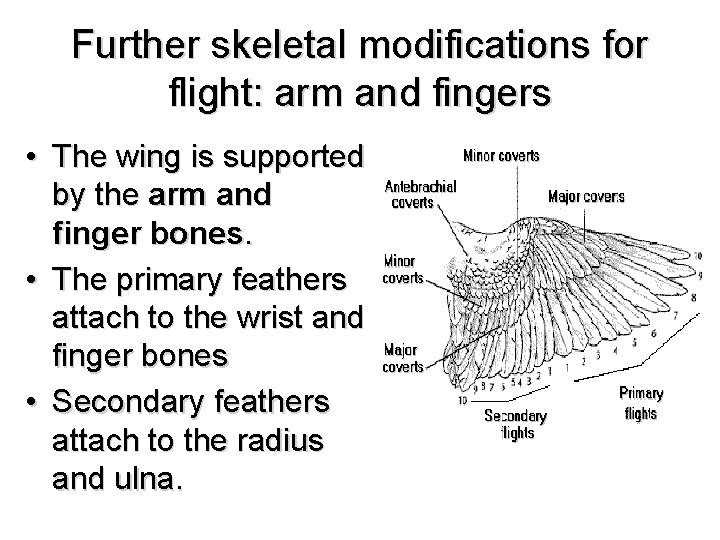 Further skeletal modifications for flight: arm and fingers • The wing is supported by