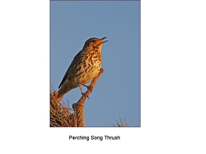 Perching Song Thrush 