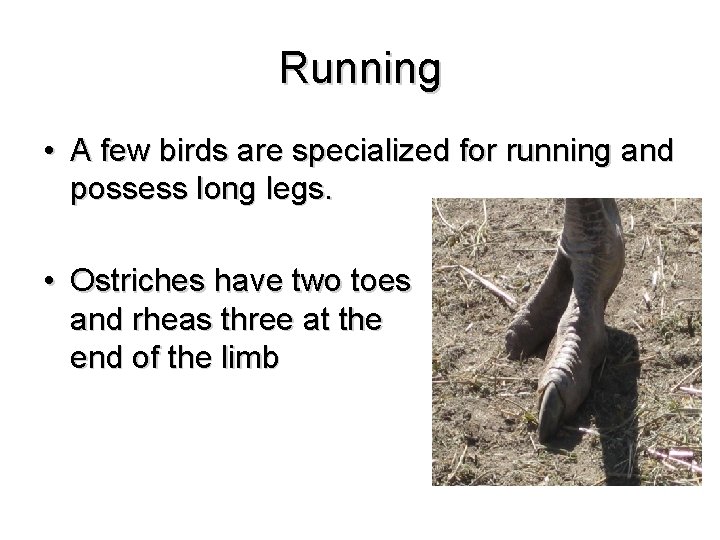 Running • A few birds are specialized for running and possess long legs. •