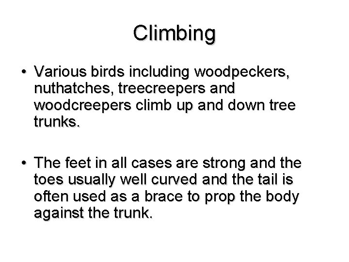 Climbing • Various birds including woodpeckers, nuthatches, treecreepers and woodcreepers climb up and down