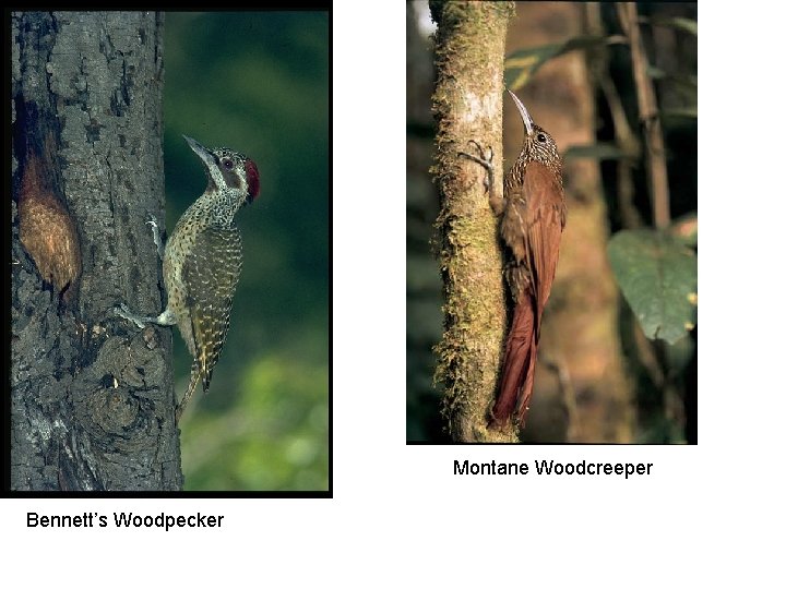 Montane Woodcreeper Bennett’s Woodpecker 