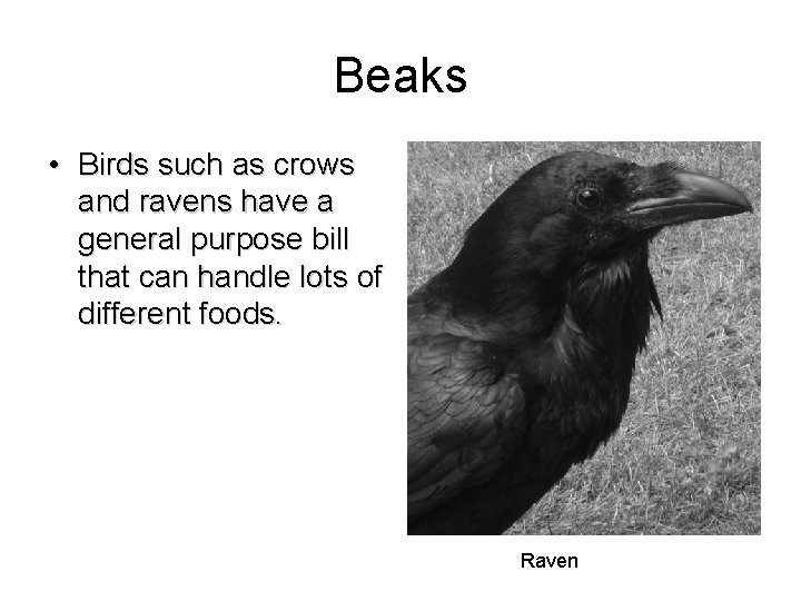 Beaks • Birds such as crows and ravens have a general purpose bill that