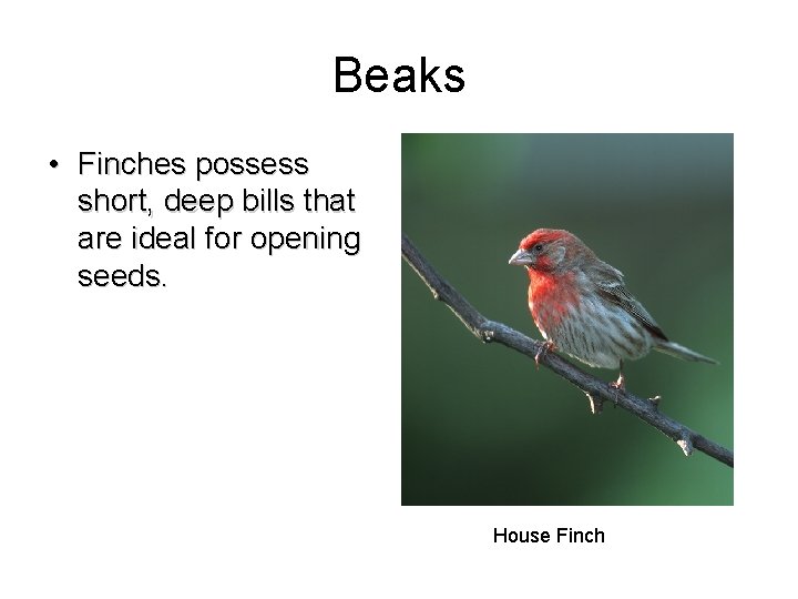 Beaks • Finches possess short, deep bills that are ideal for opening seeds. House