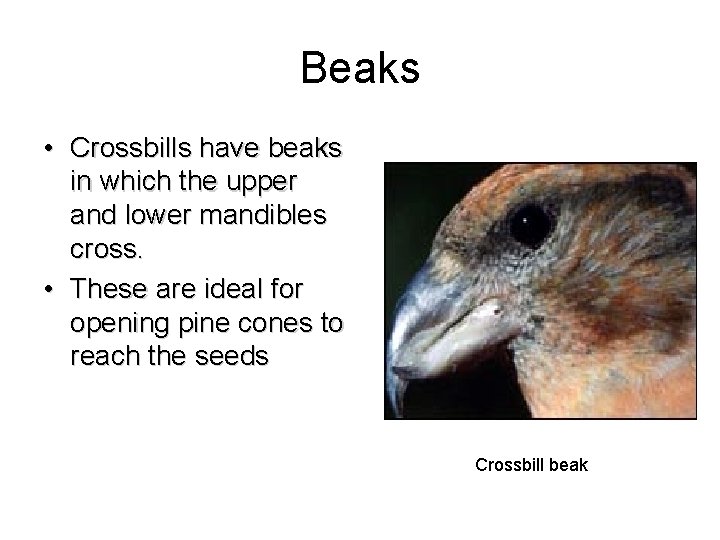 Beaks • Crossbills have beaks in which the upper and lower mandibles cross. •