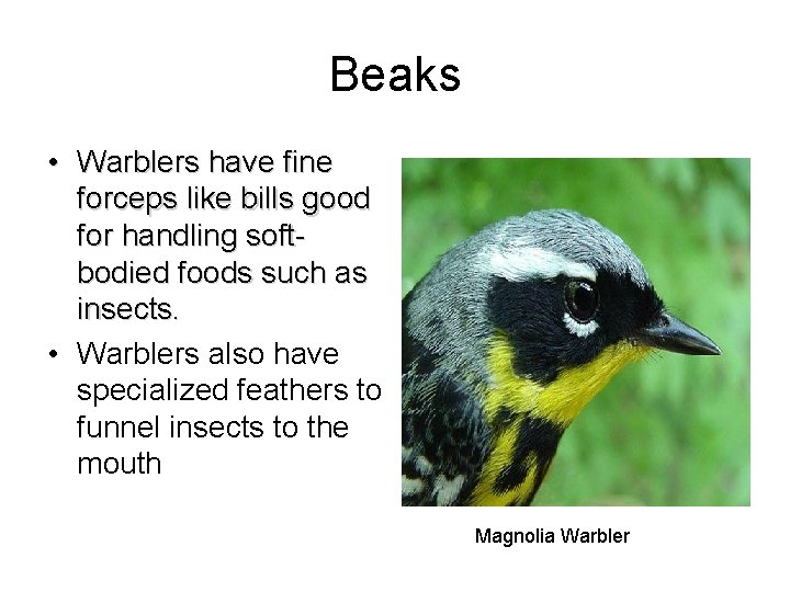 Beaks • Warblers have fine forceps like bills good for handling softbodied foods such