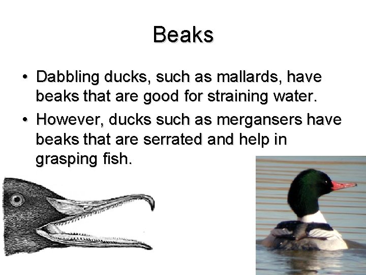 Beaks • Dabbling ducks, such as mallards, have beaks that are good for straining