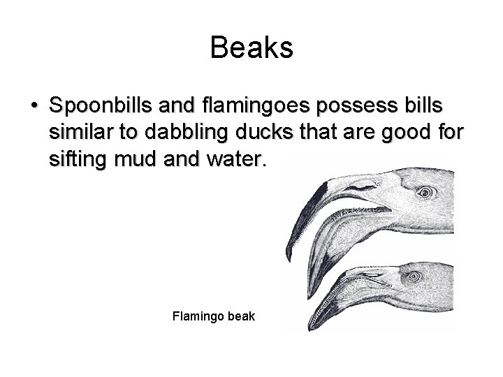 Beaks • Spoonbills and flamingoes possess bills similar to dabbling ducks that are good