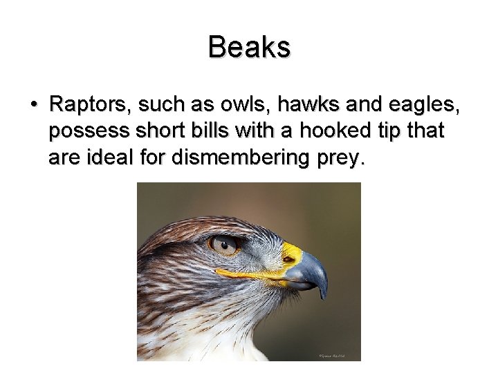 Beaks • Raptors, such as owls, hawks and eagles, possess short bills with a
