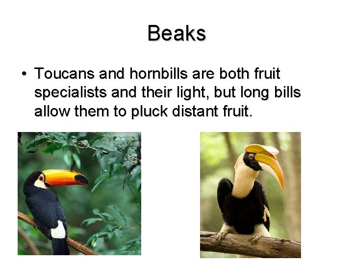 Beaks • Toucans and hornbills are both fruit specialists and their light, but long