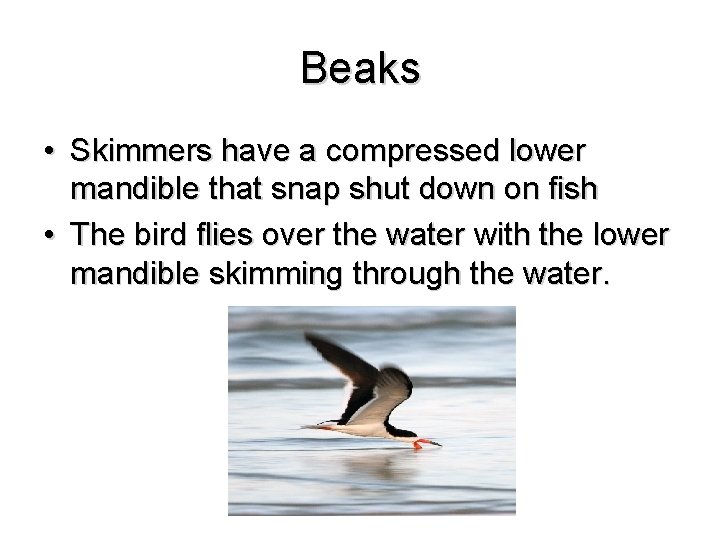 Beaks • Skimmers have a compressed lower mandible that snap shut down on fish