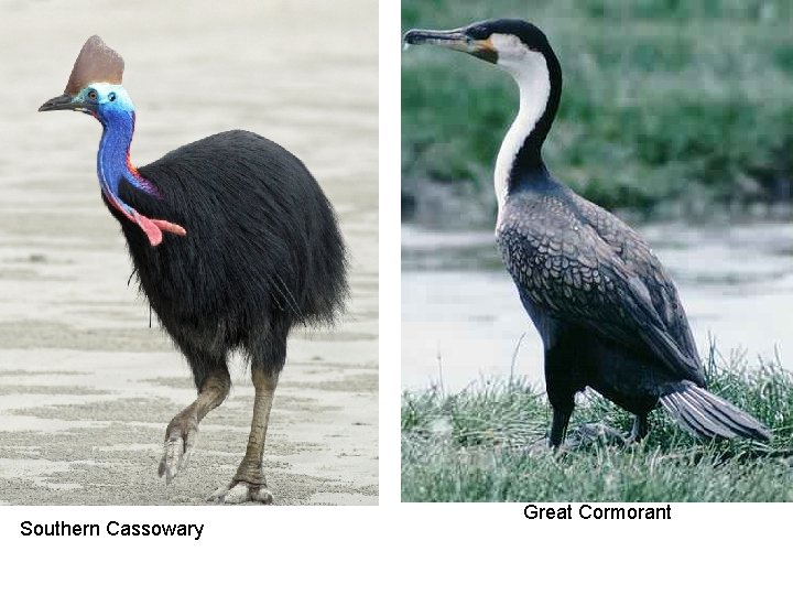 Southern Cassowary Great Cormorant 