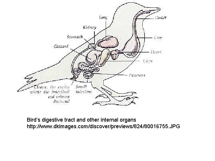 Bird’s digestive tract and other internal organs http: //www. dkimages. com/discover/previews/824/80016755. JPG 