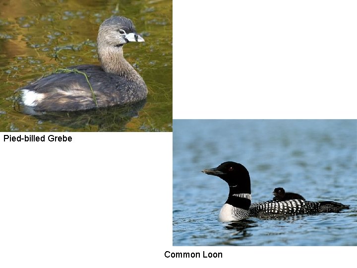 Pied-billed Grebe Common Loon 