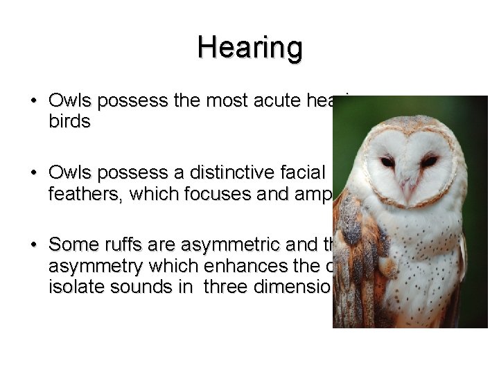 Hearing • Owls possess the most acute hearing among birds • Owls possess a