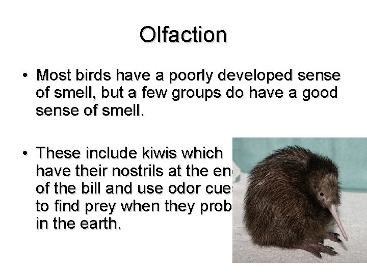 Olfaction • Most birds have a poorly developed sense of smell, but a few