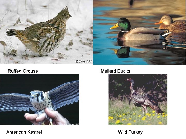 Ruffed Grouse American Kestrel Mallard Ducks Wild Turkey 