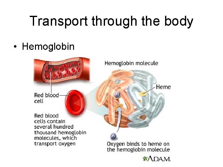 Transport through the body • Hemoglobin 