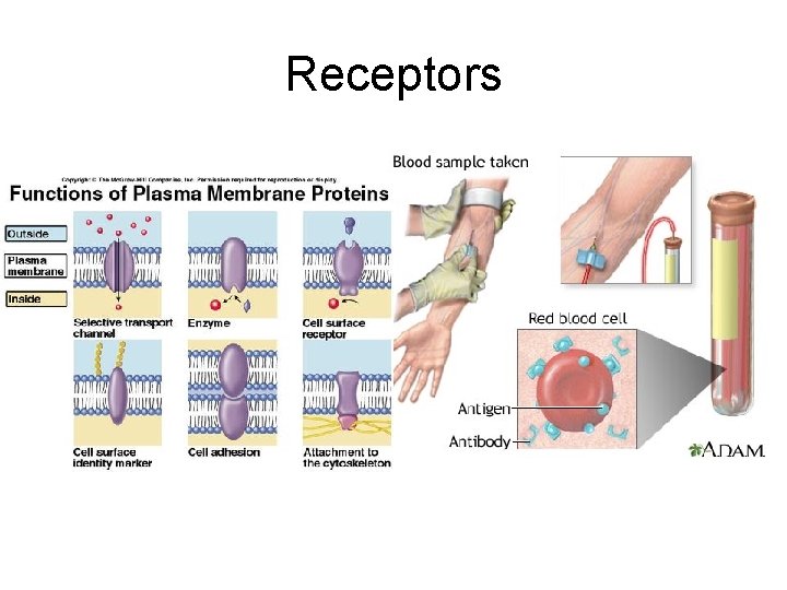 Receptors 