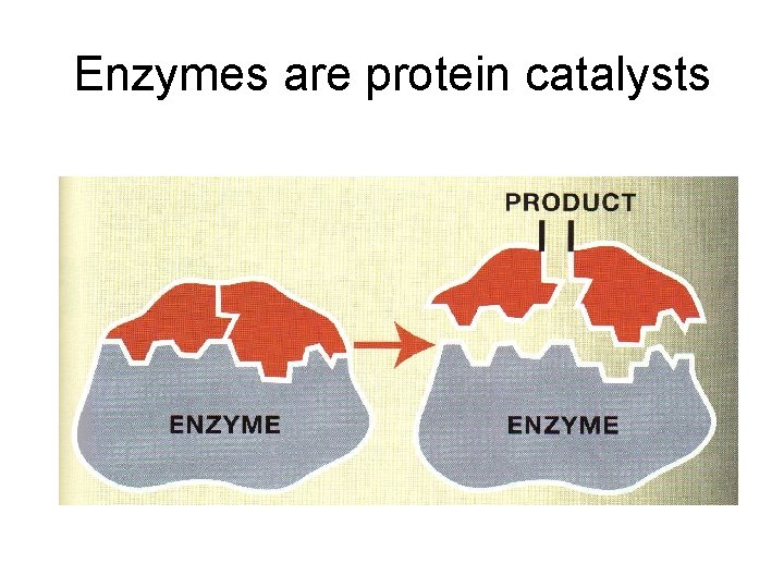 Enzymes are protein catalysts 