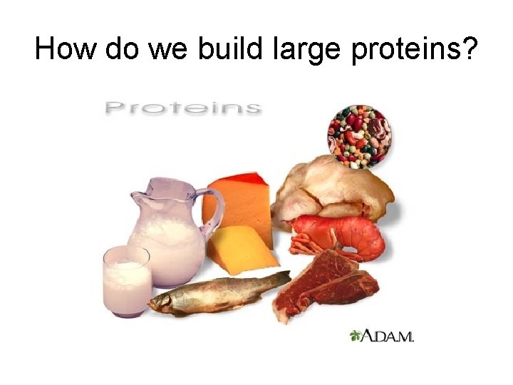 How do we build large proteins? 