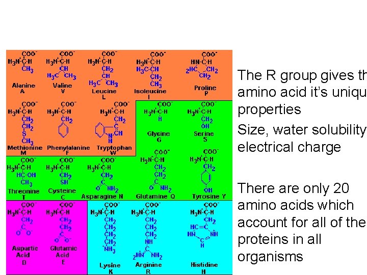  • The R group gives th amino acid it’s unique properties • Size,