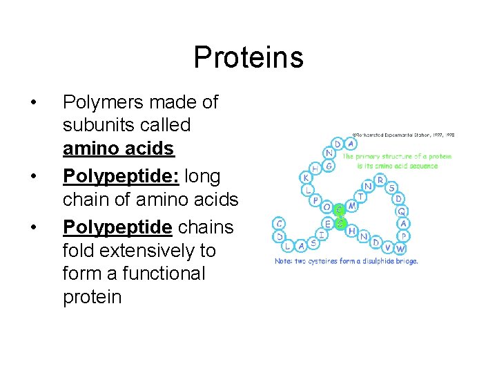 Proteins • • • Polymers made of subunits called amino acids Polypeptide: long chain