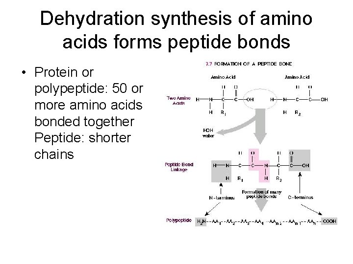 Dehydration synthesis of amino acids forms peptide bonds • Protein or polypeptide: 50 or