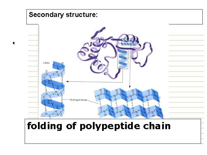 Secondary structure: • Proteins. Protein structure Secondary structure folding of polypeptide chain 