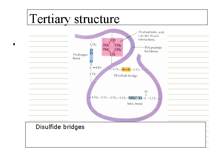 Tertiary structure • Proteins. Protein structure Tertiary structure • Disulfide bridges 