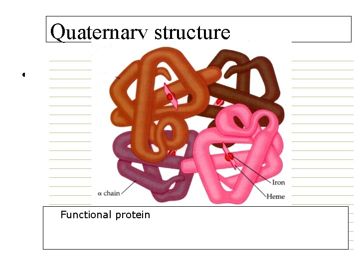 Quaternary structure • Proteins. Protein structure Quaternary structure • Functional protein 