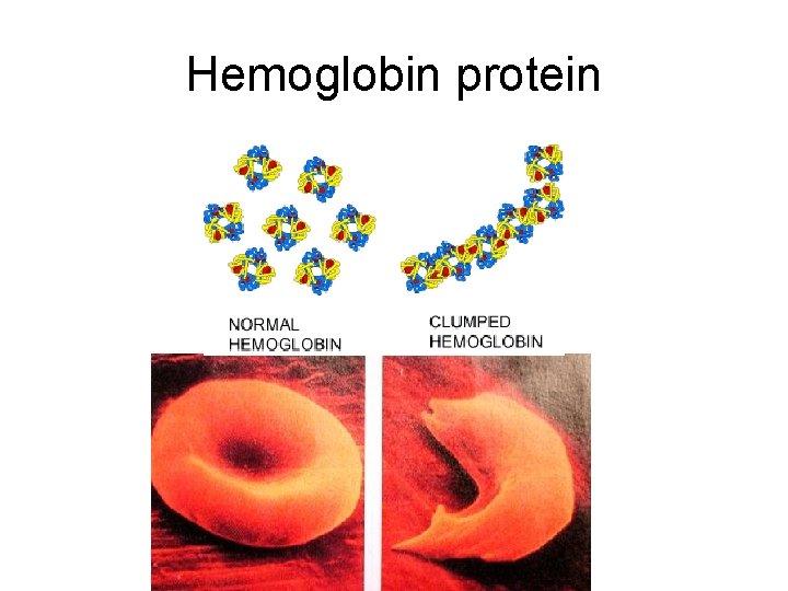 Hemoglobin protein 