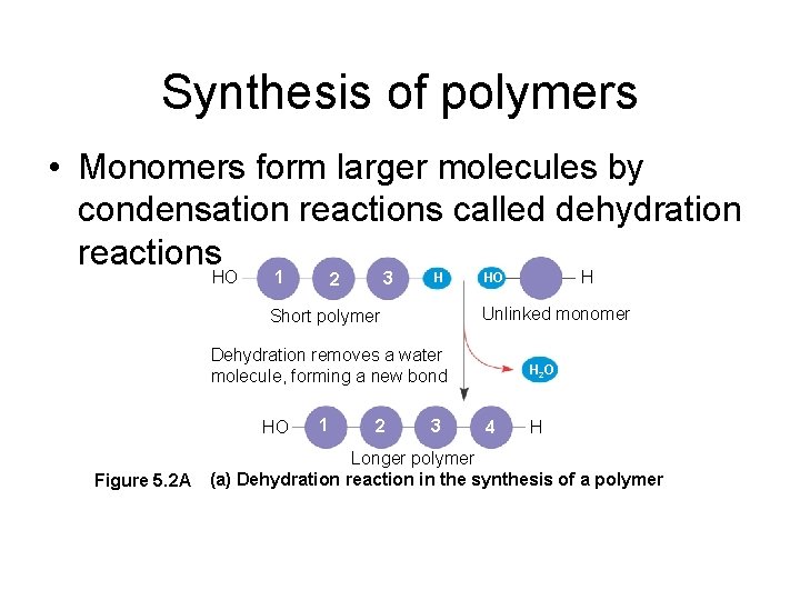 Synthesis of polymers • Monomers form larger molecules by condensation reactions called dehydration reactions