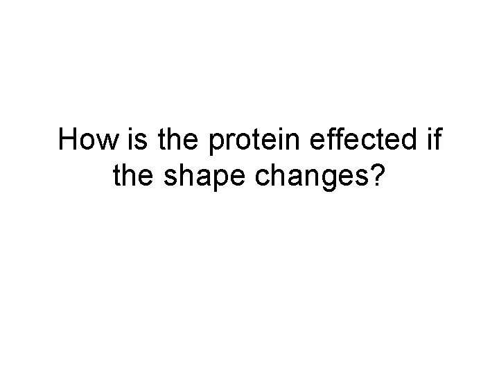 How is the protein effected if the shape changes? 