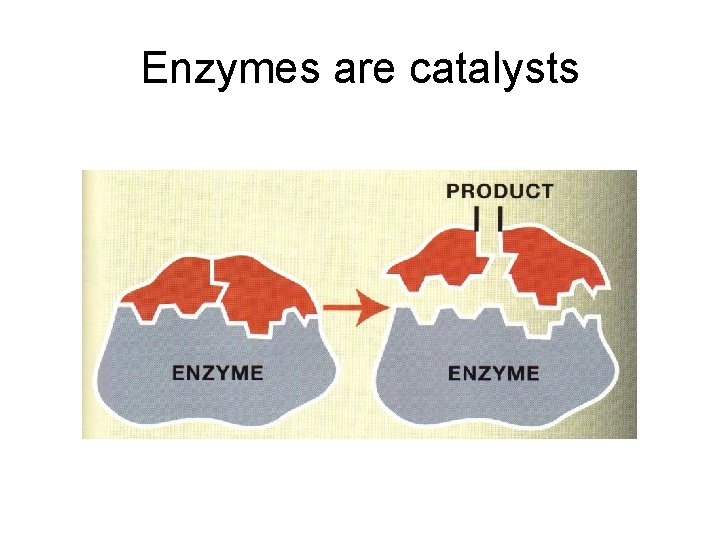 Enzymes are catalysts 