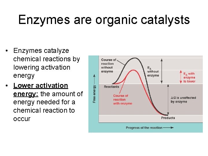 Enzymes are organic catalysts • Enzymes catalyze chemical reactions by lowering activation energy •