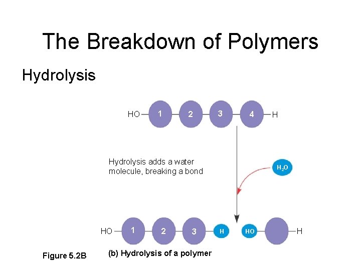 The Breakdown of Polymers Hydrolysis HO 1 2 3 4 Hydrolysis adds a water