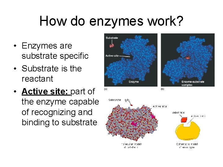 How do enzymes work? • Enzymes are substrate specific • Substrate is the reactant