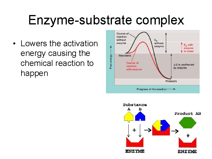 Enzyme-substrate complex • Lowers the activation energy causing the chemical reaction to happen 