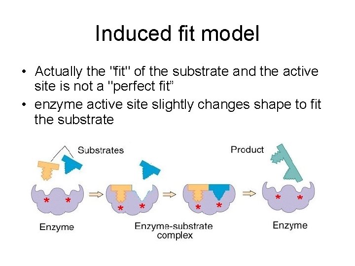 Induced fit model • Actually the "fit" of the substrate and the active site