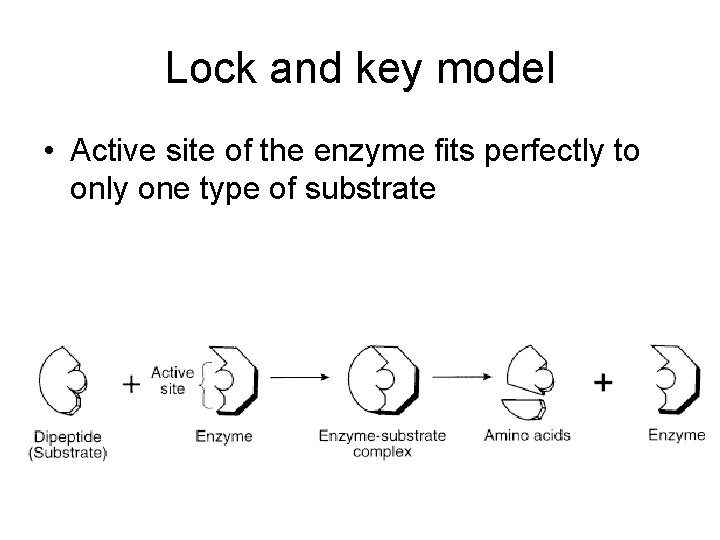 Lock and key model • Active site of the enzyme fits perfectly to only