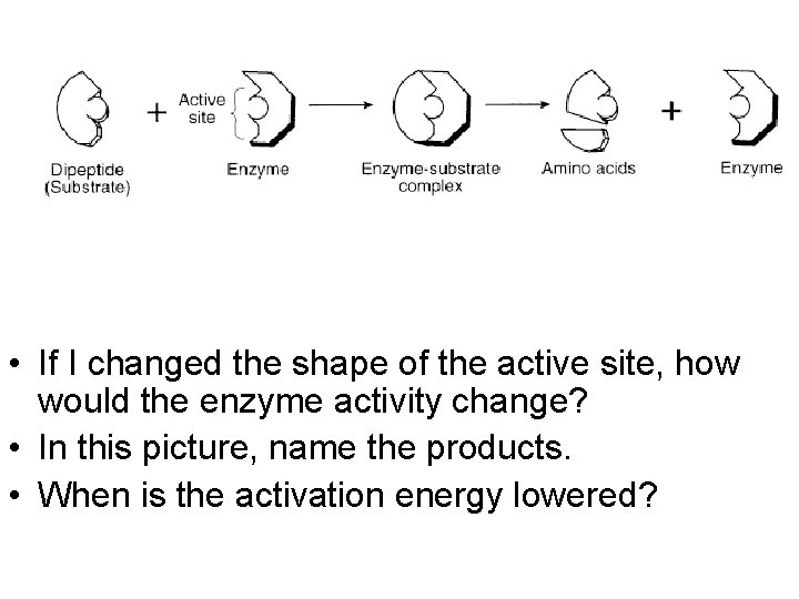  • If I changed the shape of the active site, how would the